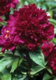 Mons Martin Cahuzac Peony - Click Image to Close